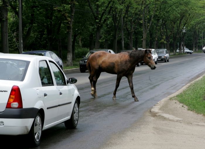 ”Calul putere” pe drumurile publice din Bucureşti (Epoch Times România)