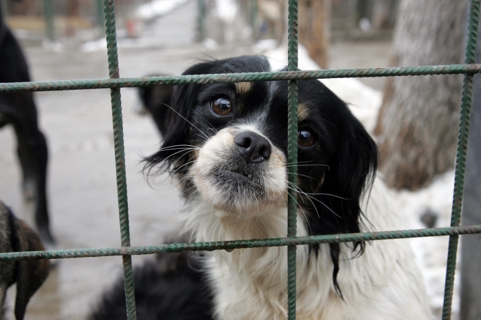 Adăpost, refugiu, adopţii de câini. (Epoch Times România)