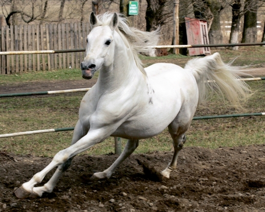Cai de rasă din herghelii româneşti (Epoch Times România)