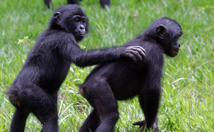 Pui de cimpanzei. (ISSOUF SANOGO / AFP / GettyImages)