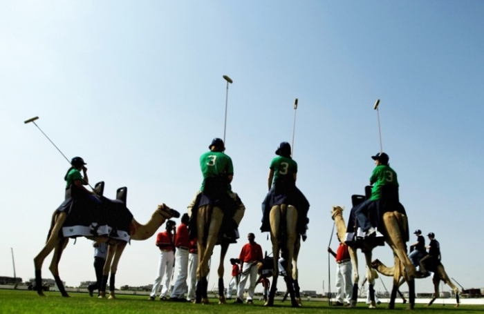 Jucători de polo pe cămile, Dubai