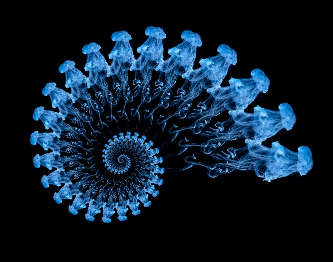 Cerneala picurată în apă creează o formă spiralată