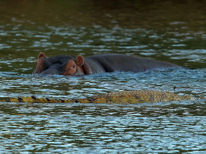 Un crocodil plutind pe lângă un hipopotam, râul Limpopo, Africa de Sud