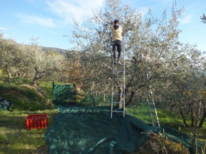 Recoltare de măsline în Reggello, lângă Florenţa