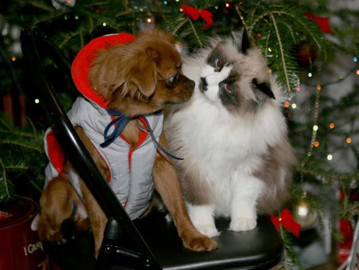 Căţel şi pisică la Pomul de Crăciun