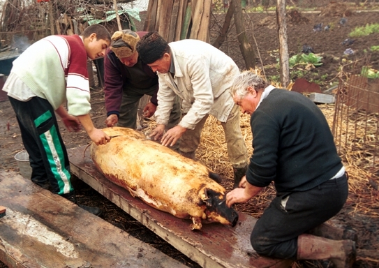 Porc sacrificat de Crăciun (Epoch Times România)