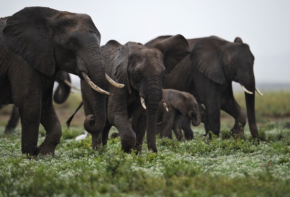 Elefanţi în rezervaţia Amboseli 200 km sud de Nairobi.