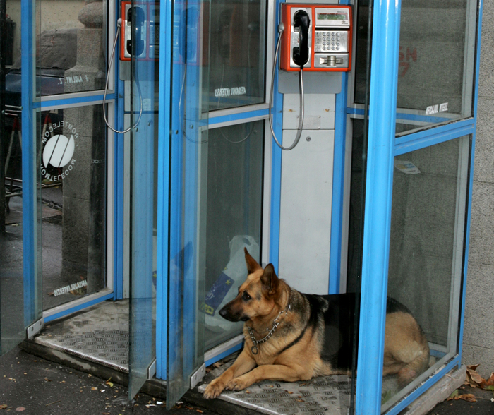 Câine poliţist în cabina telefonică