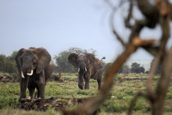 Elefanţi în rezervaţia Amboseli, 200 km de Nairobi, Kenya. (Tony Karumba / AFP / Getty Images)