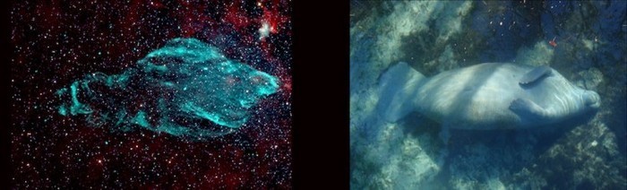 Stânga: rămăşiţele supernovei W50 în spectru radio (verde) ies în evidenţă pe fundalul în infraroşu. Dreapta: Un lamantin în Crystal River, Florida.