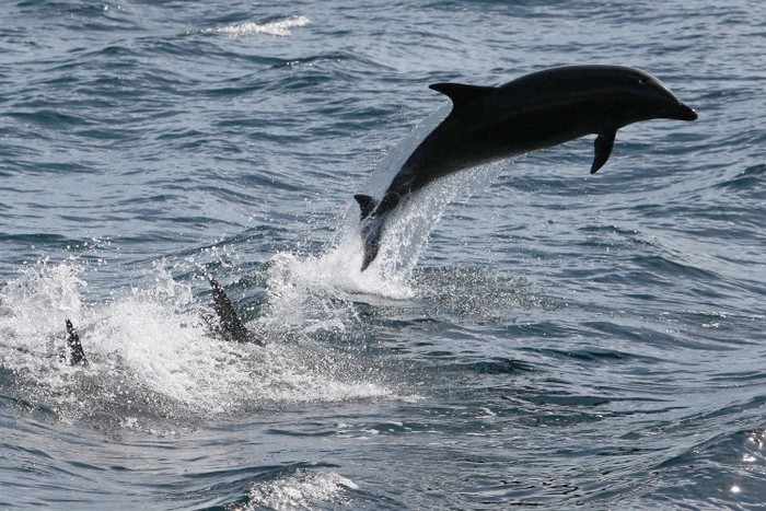 Delfini pe coasta Californiei de Sud, 30 ianuarie 2012 în apropiere de Dana Point, California.