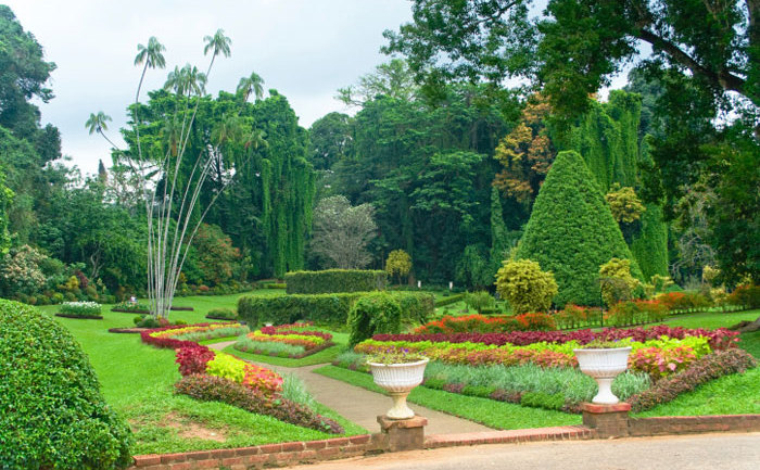 Grădina Botanică Regală din Peradeniya, Sri Lanka, este cea mai mare şi cea mai bogată în specii din tot continentul asiatic