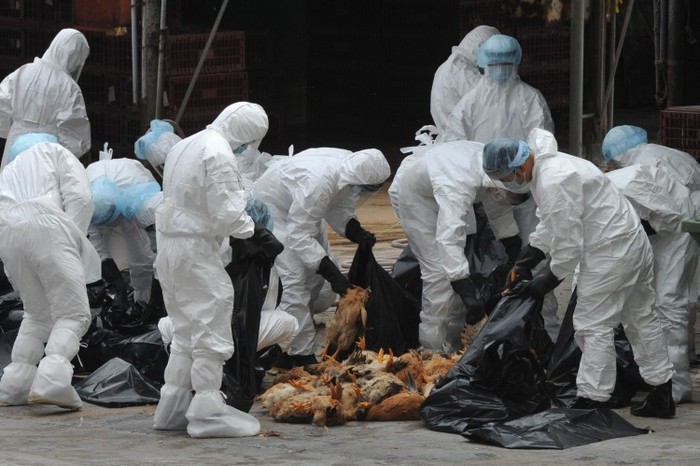 Angajaţii pun puii morţi în pungi de plastic, după ce au fost ucişi într-un centru de distribuţie de pui vii în Hong Kong, la 21 decembrie, 2011. (Aaron Tam / AFP / Getty Images)