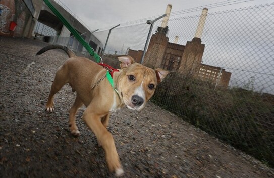 Misletony, un câine abandonat cu două zile înainte de Crăciun, la Battersea Dogs and Cats,  în Londra, 27 decembrie, 2012. (Peter Macdiarmid / Getty Images)