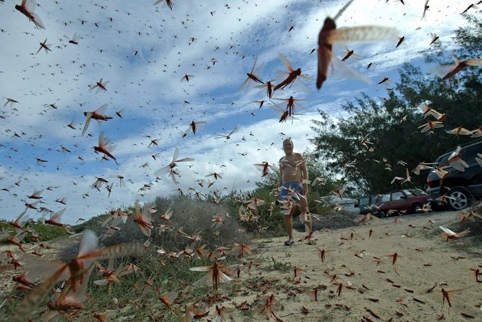 Un om într-un roi de lăcuste, Corralejo Insulele Canare, arhivă (Samuel Aranda / AFP / Getty Images)