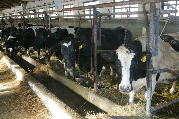 Vaci Holstein, la o fermă zootehnică (Epoch Times România)