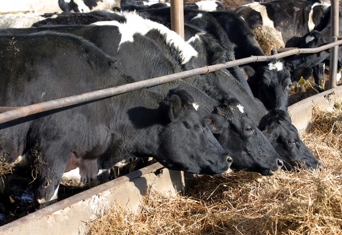 Vaci Holstein, la o fermă zootehnică