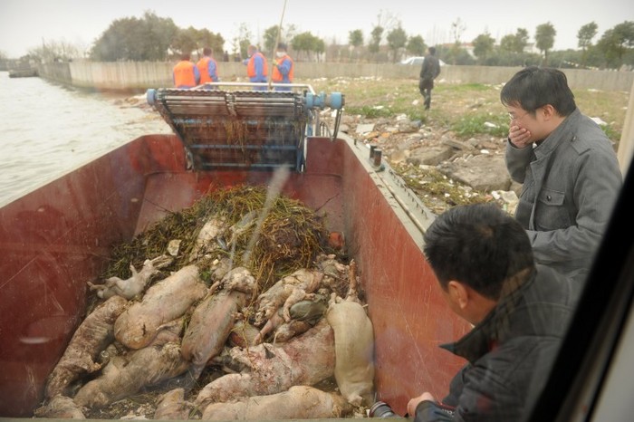 O mulţime de porci morţi pe principalul râu din Shanghai, 11 martie 2013