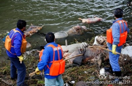 
Trupuri de porci au fost găsite plutind în râul Huangpu la începutul lunii martie, potrivit martorilor. O descărcare recentă de aproximativ 6.000 de porci a devenit un scandal în China.

