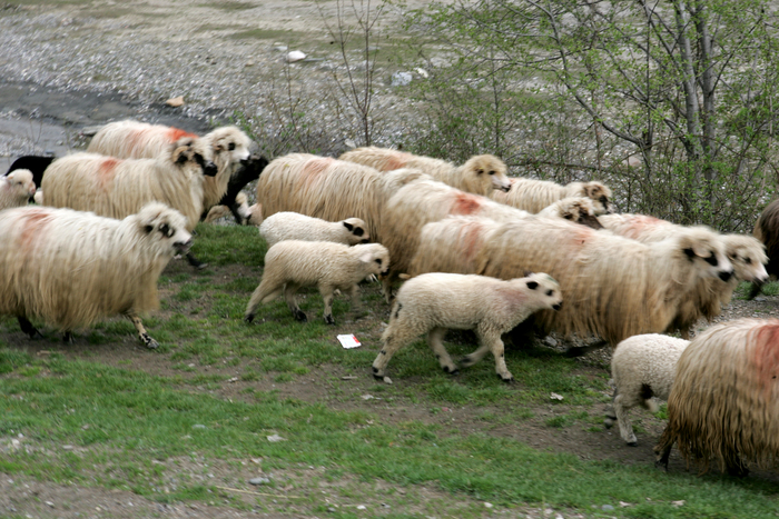 Turmă de oi şi miei (Epoch Times România)