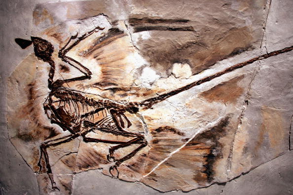 Fosila unui Microraptor veche de 130 de milioane de ani, descoperită în provincia chineză Liaoning expusă în New York - arhivă. (Spencer Platt / Getty Images)
