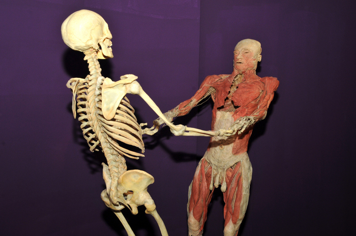 Muzeul Antipa, expoziţia The Human Body. În imagine, cadavre exponat, expuse