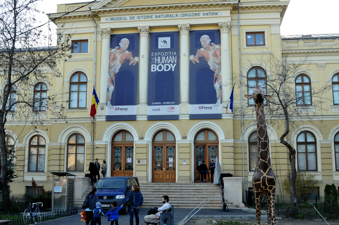 Muzeul Antipa, expoziţia The Human Body. În imagine, cadavre exponat, expuse