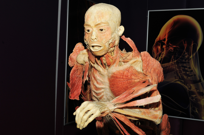 Muzeul Antipa, expoziţia The Human Body. În imagine, cadavre expuse
