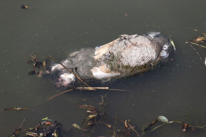 Un porc mort pluteşte într-un râu dintr-un oraş din municipiul Jiaxing, provincia Zhejiang din estul Chinei, la 13 martie 2013. (AFP / AFP / Getty Images)