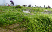 Chinezii adună alge de pe o plajă din provincia Shandong. (STR / AFP / GettyImages)