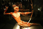 Cadavre plastinate în expoziţia organizată de Gunther von Hagens, poreclit Dr. Moarte, aprilie 2008 la California Science Center în Los Angeles (GABRIEL BOUYS / AFP / Getty Images)