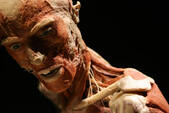 Cadavre plastinate în expoziţia organizată de Gunther von Hagens, Los Angeles (GABRIEL BOUYS / AFP / Getty Images)