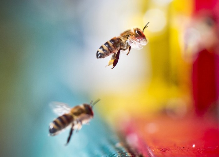 O treime din totalul de colonii de albine comerciale (peste 1 milion de stupi) au dispărut în ultimul an. Se crede că de vină sunt pesticidele (Frank Rumpenhorst / AFP / Getty Images)