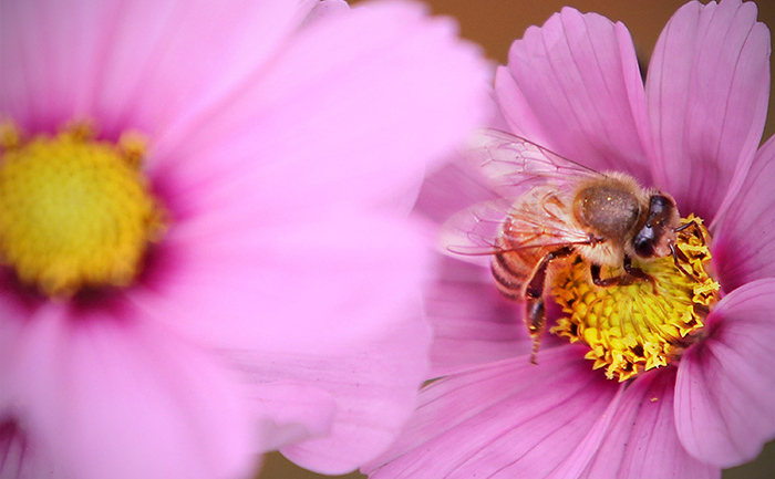 Veninul albinelor conţine multe substanţe biologic active, ce  aparţin diferitor grupuri de substanţe chimice