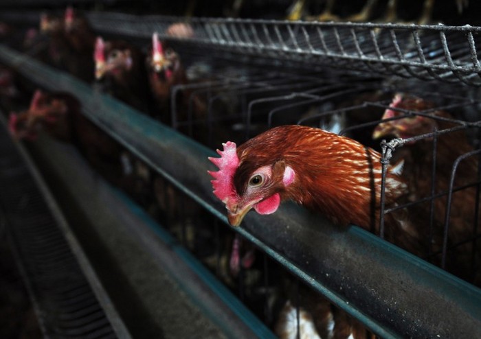 Pui dintr-o fermă de pui din Zouping, provincia din estul Chinei Shandong, la 1 aprilie 2013. Centrul comercial al China, Shanghai, intensifică monitorizarea după ce o nouă tulpină de gripa aviară a ucis doi oameni.
