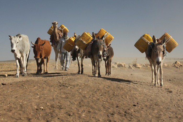 O caravană de măgari şi cămile călătoreşte în căutare de apă în regiunea somaleză din Etiopia.
