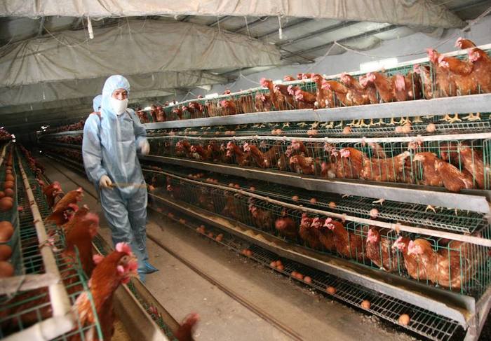 Un angajat chinez din domeniul sănătăţii dă cu dezinfectant la o fermă de păsări din Baofeng, la 17 aprilie. Un medic veterinar senior din China a declarat că virusul gripei aviare H7N9 a provocat focare anul trecut, care au fost ţinute ascunse de către regim.