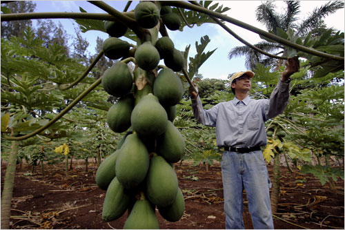 Papaya modificate genetic în Hawaii