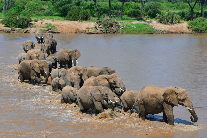 Elefanţi trecând râul Ewaso Nyiro într-un parc naţional din Kenya.