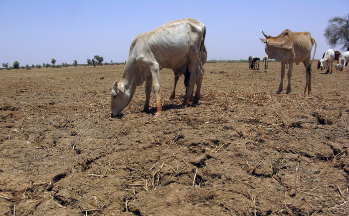 
O turmă de vaci paşte în 11 mai 2012 pe un câmp afectat de secetă în satul Mbelogne, Senegal.
  