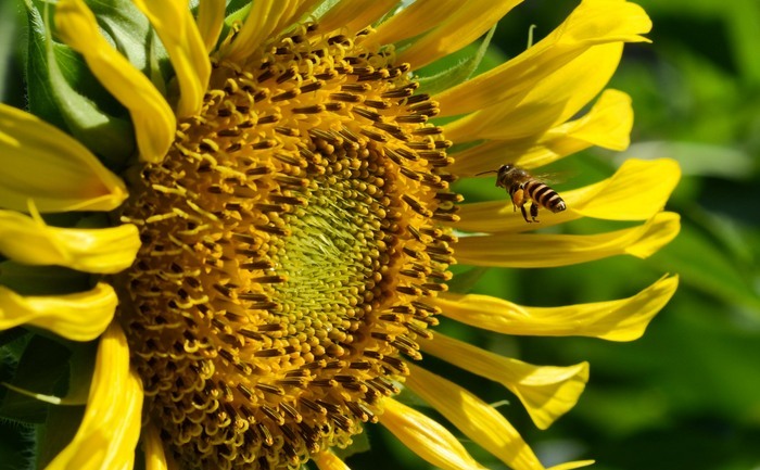 Floarea soarelui. (Dondi Tawatao / Getty Images)