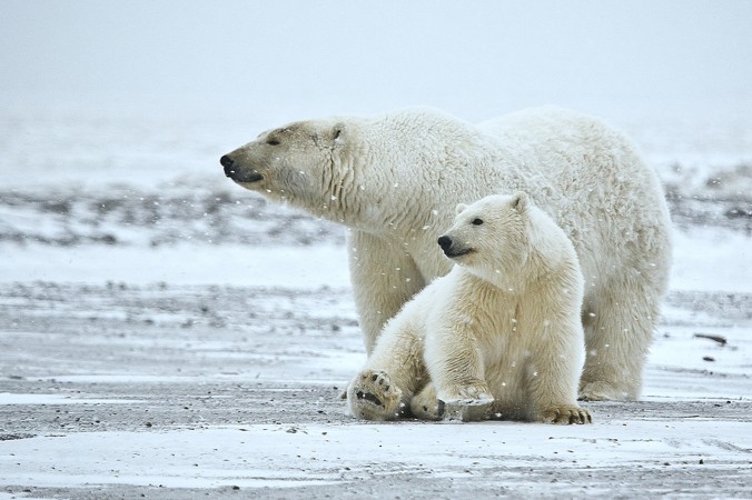 Urşii polari sunt tot mai afectaţi de schimbarea climatului. Habitatele lor scad şi inabilitatea sistemelor lor imunitare de a reacţiona la patogenii apăruţi ca urmare a temperaturilor mai ridicate fac ca urşii să fie vulnerabili.