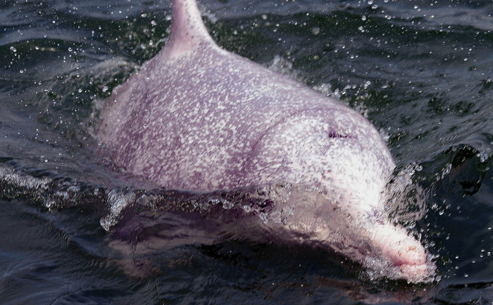 China: Delfinul moare pe plajă după ce a fost maltratat de turişti.