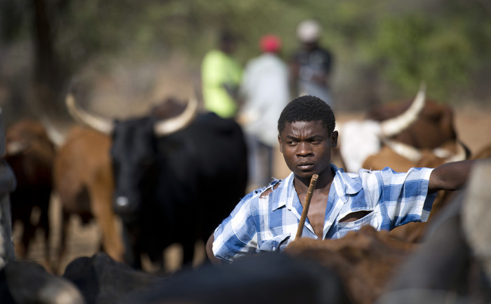 În Zimbabwe prima "Bancă de vite". (MARTIN BUREAU / AFP / Getty Images)