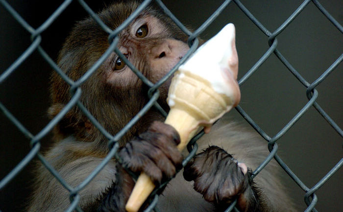 O maimuţă de la grădina zoologică mănâncă îngheţată