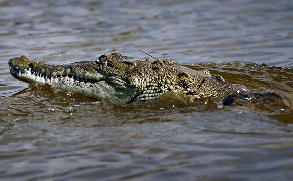 Crocodil în Florida (Joe Raedle / Getty Images)