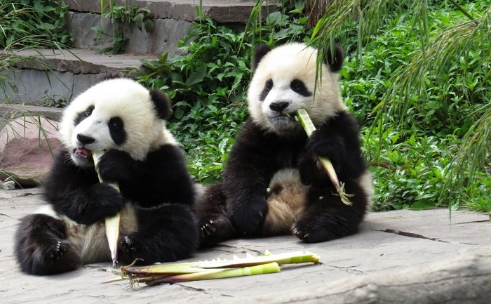 Urşi panda uriaşi într-o rezervaţie din China. (STR / AFP / Getty Images)