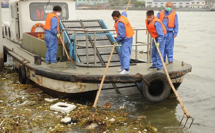 China: Lucrători de la salubritate colectează porci morţi din principalele căi navigabile din Shanghai pe 11 martie 2013. Aproape 3.000 de porci morti au fost găsiţi plutind în principal pe căile navigabile din Shanghai, guvernul oraşul chinez a declarat posibila contaminare a apei potabile.