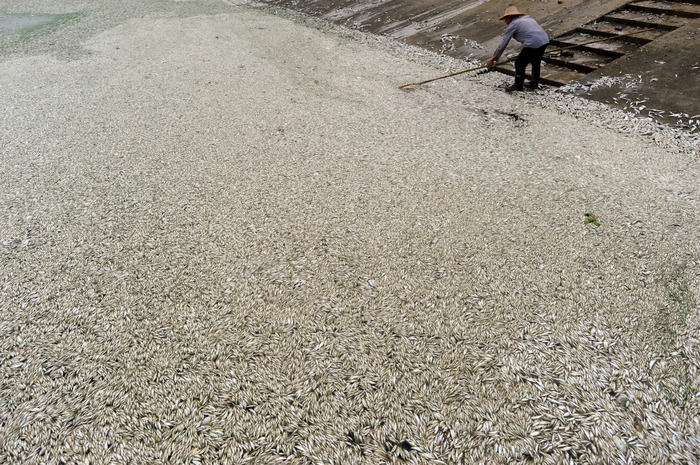 
Un rezident curăţă peşti morţi pe râul Fuhe în Wuhan, din centrul Chinei provincia Hubei pe 3 septembrie 2013, după ce cantităţi mari de peşte mort au început să apară la suprafaţa apei cu o zi înainte

