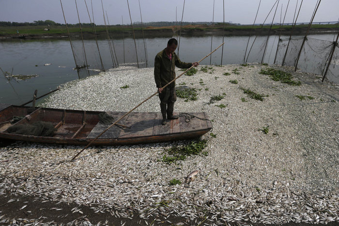 
Un pescar se uită la peştii morţi de pe râul Fuhe în Wuhan, din centrul Chinei provincia Hubei pe 3 septembrie 2013, după ce cantităţi mari de peşte mort au început să apară la suprafaţa apei cu o zi înainte
